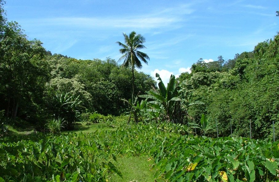 Ke'anae Arboretum, United States